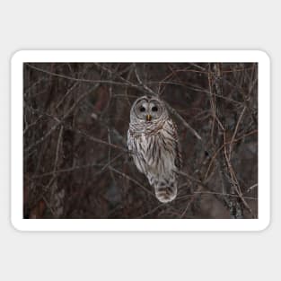 Barred Owl - Kanata, Ont Sticker